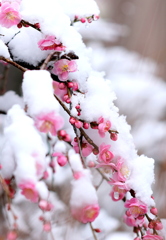 都内も雪です。