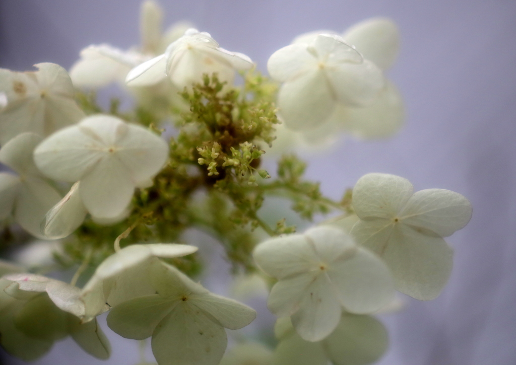 柏葉紫陽花