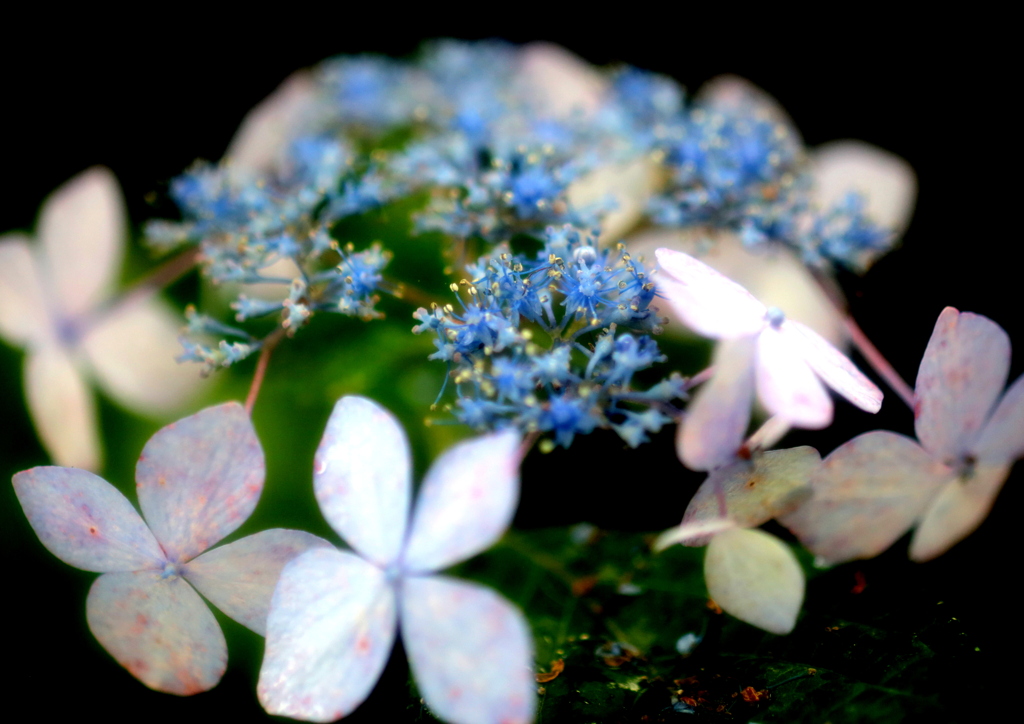 額紫陽花