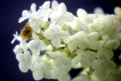 柏葉紫陽花