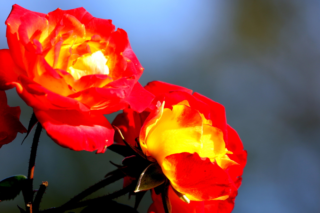 薔薇