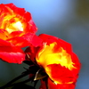 薔薇