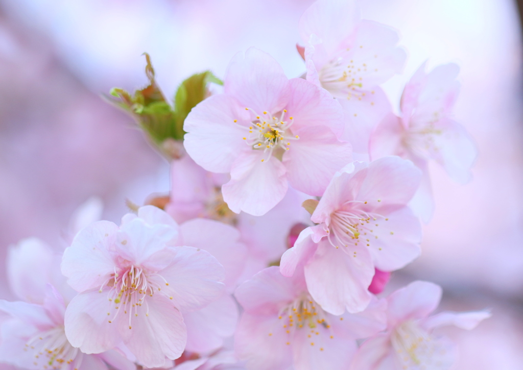 透過桜