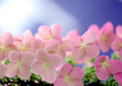 柏葉紫陽花