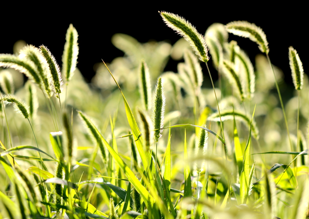 夕方の猫じゃらし