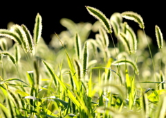 夕方の猫じゃらし