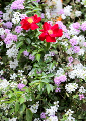 花に囲まれて