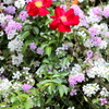 花に囲まれて