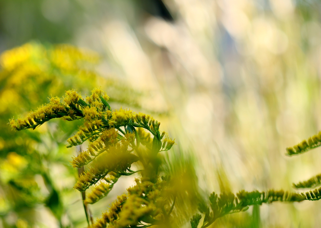 セイタカアワダチソウ