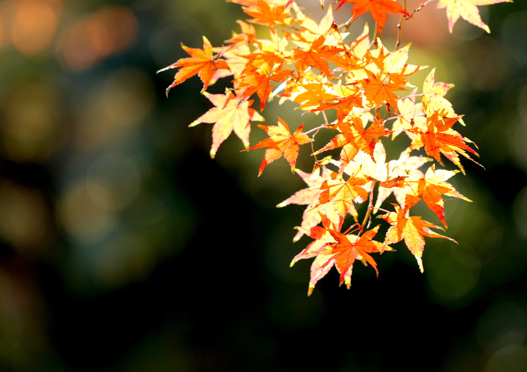 スポットライト