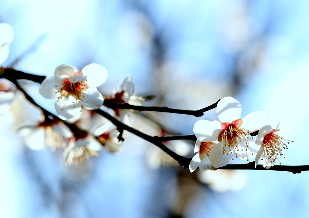 青空と白梅
