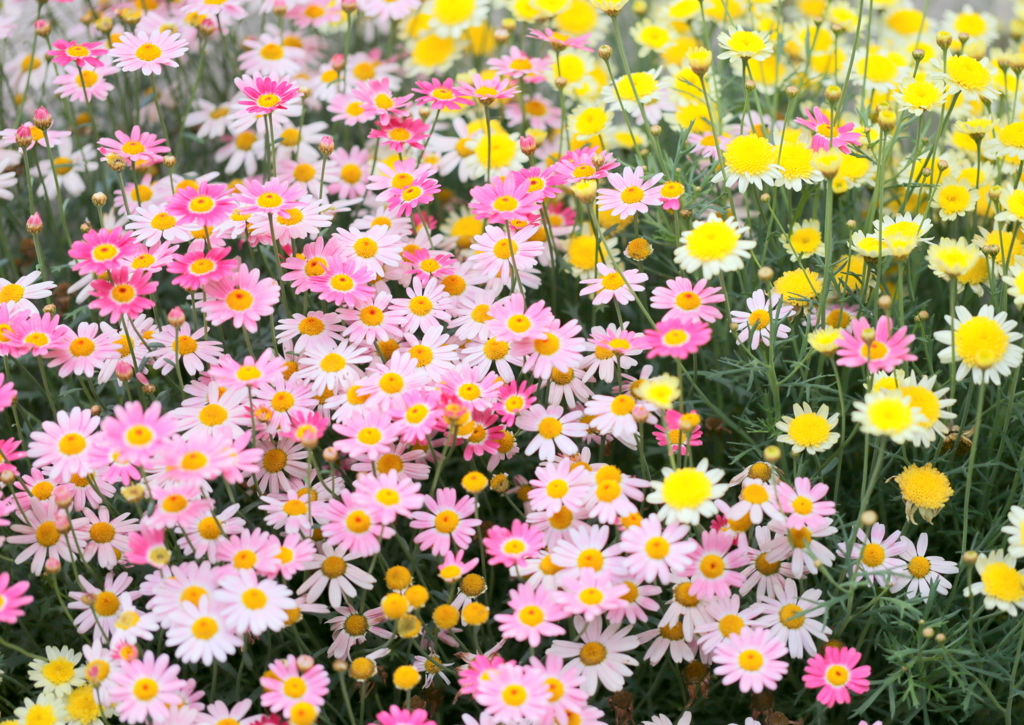 花壇