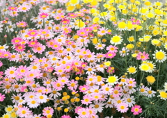 花壇