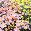 花壇