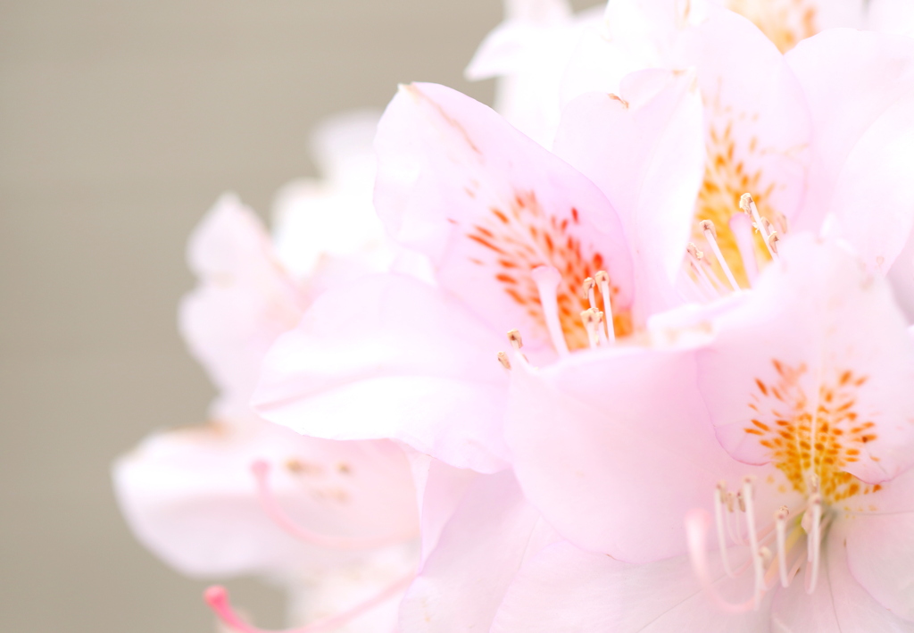 石楠花