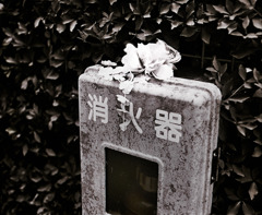 写シンの由来 (18)