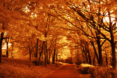 GARDEN INFRARED (11)