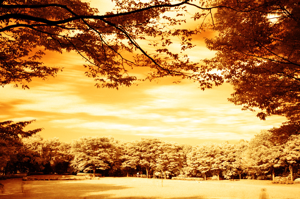 GARDEN INFRARED (13)