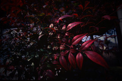 ココとソコ (11) ココとソコ (11)