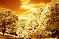 GARDEN INFRARED (09)