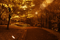 GARDEN INFRARED (03)