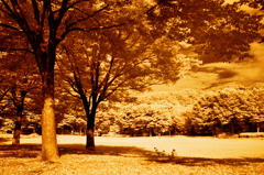 GARDEN INFRARED (05)
