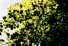 後頭部など (09)