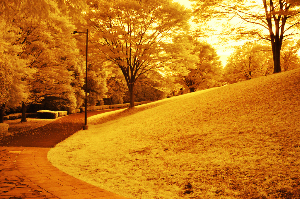 GARDEN INFRARED (04)