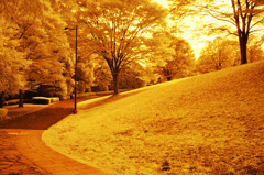 GARDEN INFRARED (04)