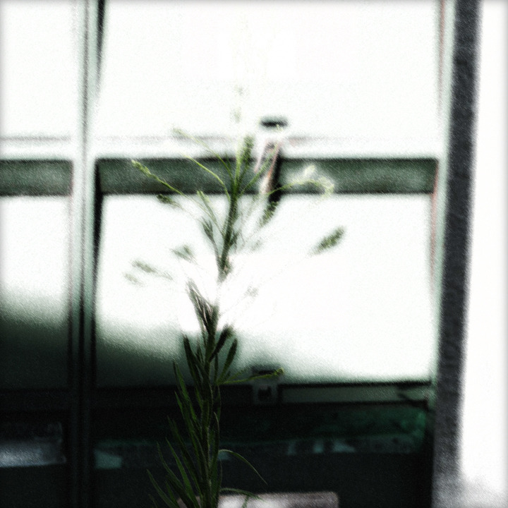 WHITE NOISE (14)