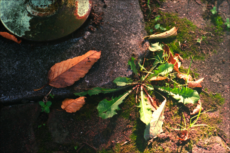 『 leaf 』(14)