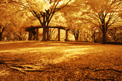 GARDEN INFRARED (08)