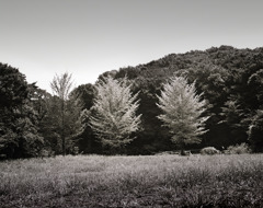 写シンの由来 (17)