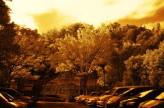 GARDEN INFRARED (20)