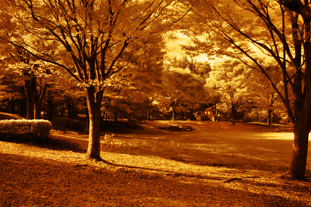 GARDEN INFRARED (16)