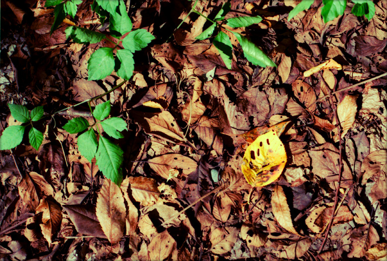 『 leaf 』(05)