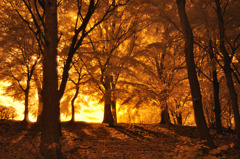 GARDEN INFRARED (01)