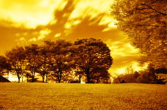 GARDEN INFRARED (15)