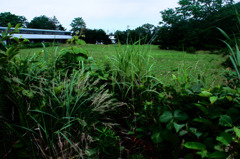 weed farm