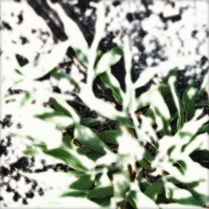 WHITE NOISE (09)