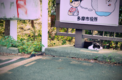 プール通学路 (07)