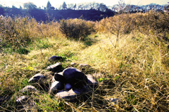 スナッピンフィールド (10)