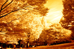 GARDEN INFRARED (17)