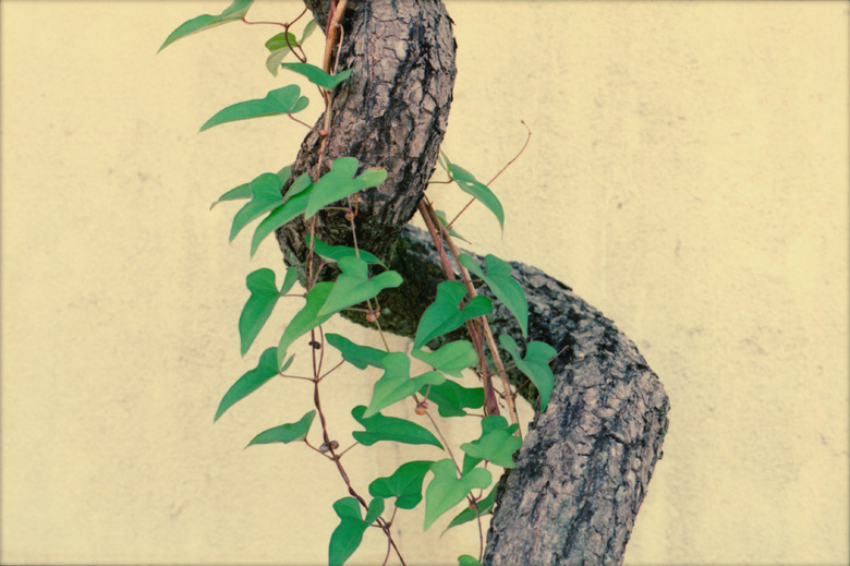 『 leaf 』(01)