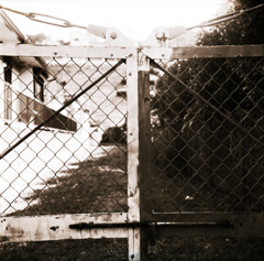 古い日差し (12)