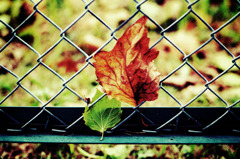 冷えた面・暖かな中心 (13)