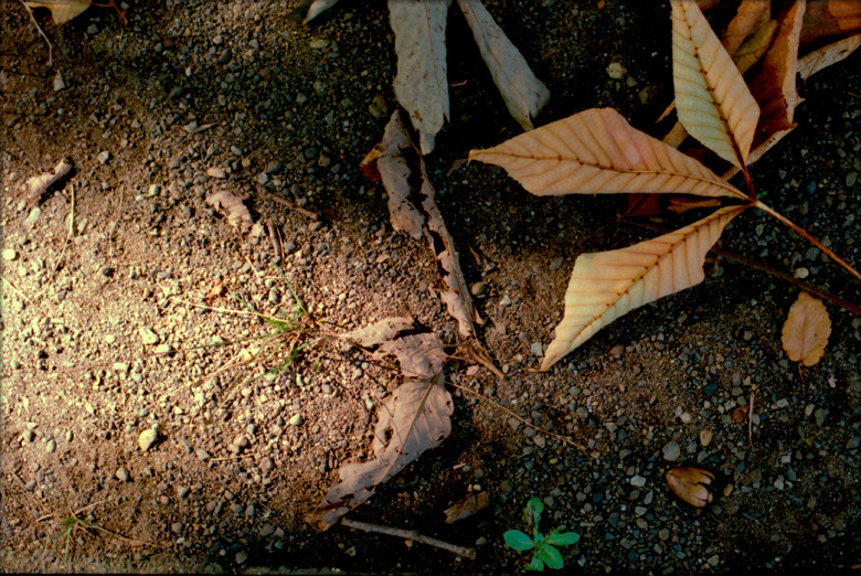 『 leaf 』(09)