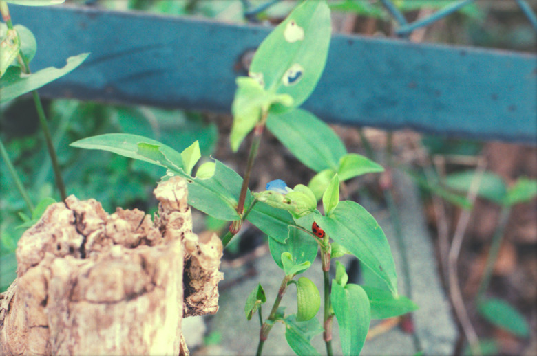 『 leaf 』(18)