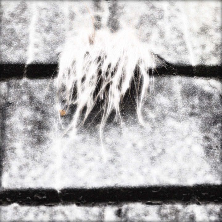WHITE NOISE (04)