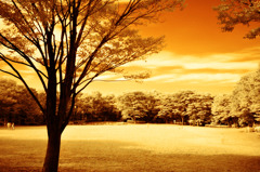 GARDEN INFRARED (12)